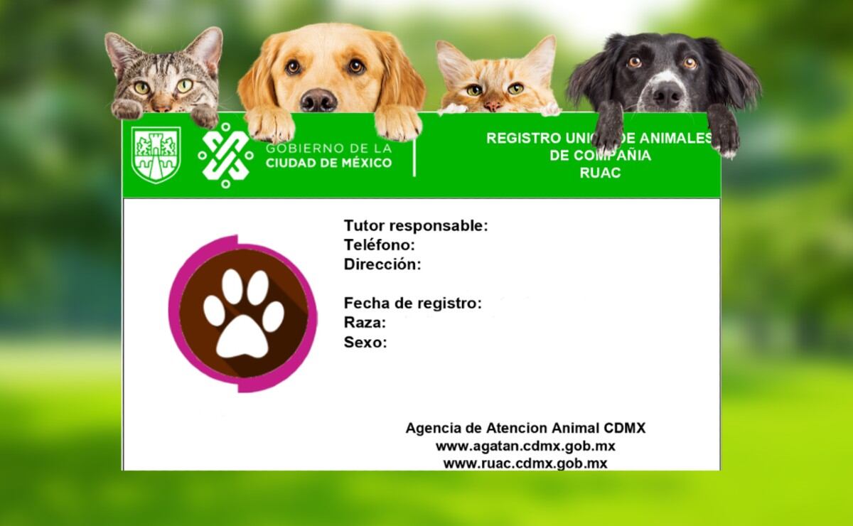 Para qué es el CURP para mascotas 2024 y cómo descargarlo GRATIS desde mi  celular