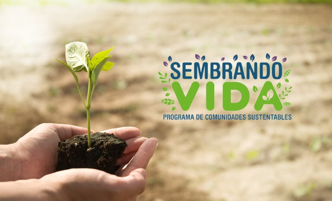 Sembrando Vida 2024 ¿Qué se necesita para recibir el apoyo de los 6 mil